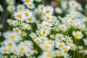 Margaridas para coroa de flores
