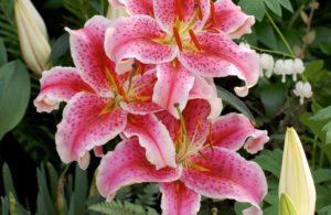 Flores de lírios